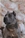 ipo3 FURFANTE RIPRODUTTORE SELEZIONATO ENCI - Triola Cane Corso